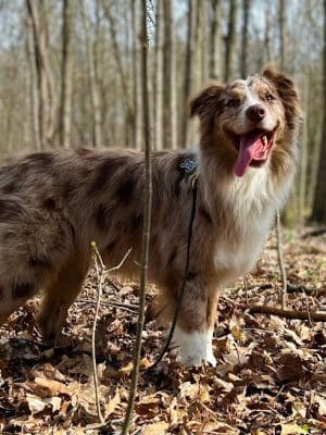 Fido's Forest Dog Park: Appointment and Registration Required - Fort Wayne, IN