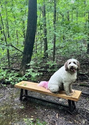 Fido's Forest Dog Park: Appointment and Registration Required - Fort Wayne, IN