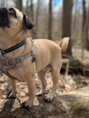 Fido's Forest Dog Park: Appointment and Registration Required - Fort Wayne, IN