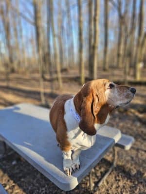 Fido's Forest Dog Park: Appointment and Registration Required - Fort Wayne, IN