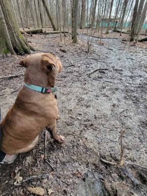 Fido's Forest Dog Park: Appointment and Registration Required - Fort Wayne, IN
