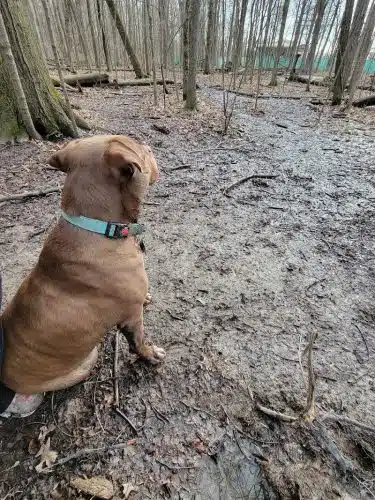 Fido's Forest Dog Park: Appointment and Registration Required - Fort Wayne, IN