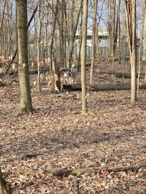 Fido's Forest Dog Park: Appointment and Registration Required - Fort Wayne, IN