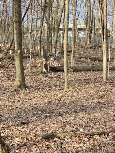 Fido's Forest Dog Park: Appointment and Registration Required - Fort Wayne, IN
