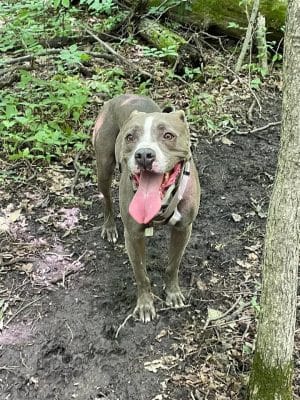 Fido's Forest Dog Park: Appointment and Registration Required - Fort Wayne, IN