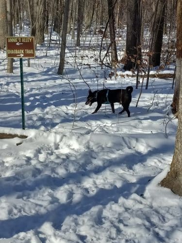 Fido's Forest Dog Park: Appointment and Registration Required - Fort Wayne, IN