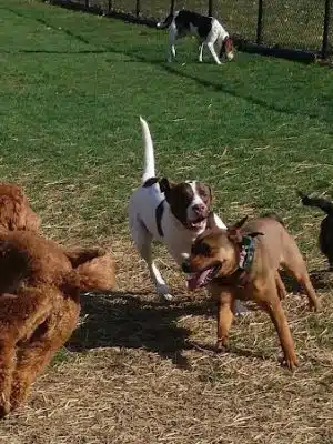 Pawster Park (Pay Access) - Fort Wayne, IN