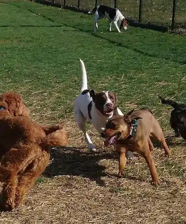 Pawster Park (Pay Access) - Fort Wayne, IN