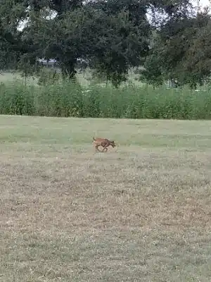 Prairie Dog' Park - Fort Worth, TX