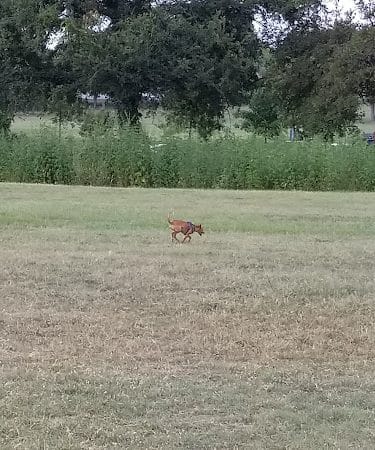 Prairie Dog' Park - Fort Worth, TX