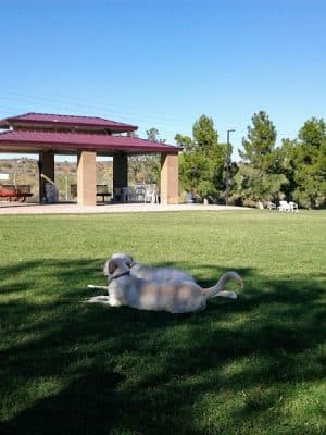Desert Vista Dog Park - Fountain Hills, AZ