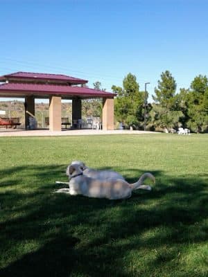 Desert Vista Dog Park - Fountain Hills, AZ