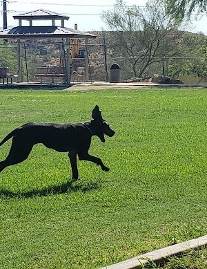 Desert Vista Dog Park - Fountain Hills, AZ