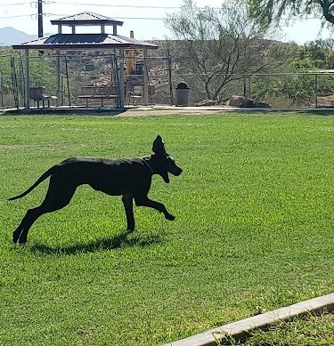 Desert Vista Dog Park - Fountain Hills, AZ