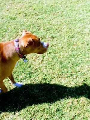Desert Vista Dog Park - Fountain Hills, AZ