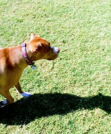 Desert Vista Dog Park - Fountain Hills, AZ