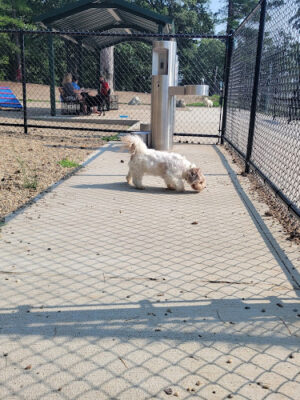 Farm Pond Dog Park