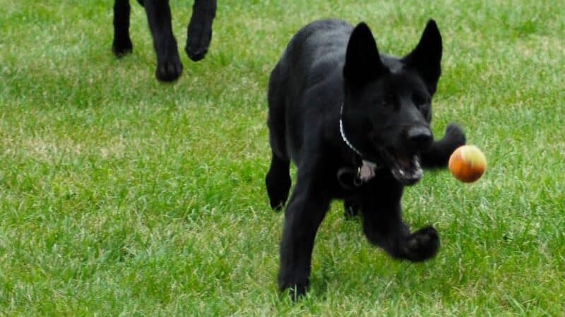 Memorial Park Dog Park (Hund Platz) - Frankenmuth, MI
