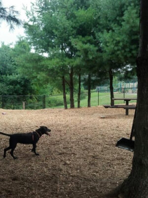 Dog Park at Dacey Community Field