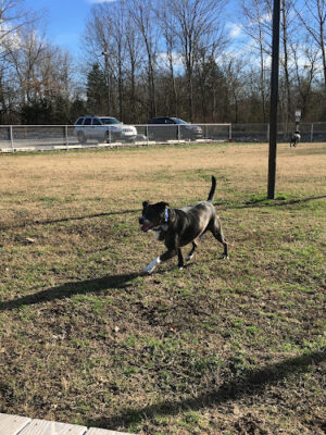 Blake's Bark Park