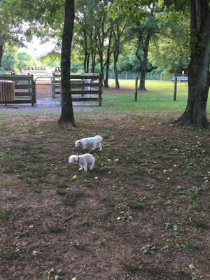 Freedom Run Dog Park