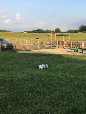 K-9 Korral Dog Park