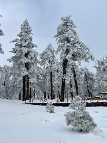 Frazier Mountain Park