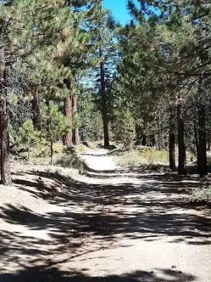 Mt. Pinos Hiking Trail - Frazier Park, CA