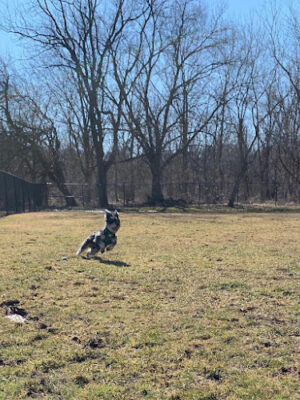 Ballenger Creek Dog Park