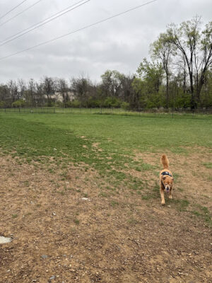 Uptown Dog Park