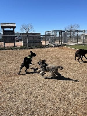 Fredericksburg Dog Park