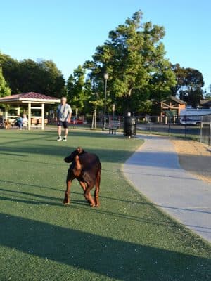 Central Park Dog Park