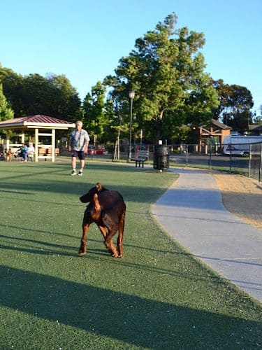 Central Park Dog Park