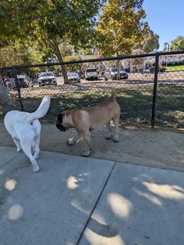 Central Park Dog Park