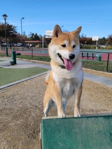 Central Park Dog Park