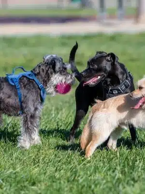 Dog Park for Small Dogs