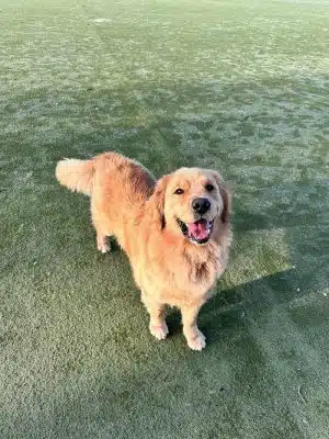 Dog Park for Small Dogs