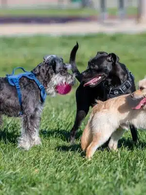 Dog Park for Small Dogs