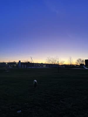 Broad Street Dog Park