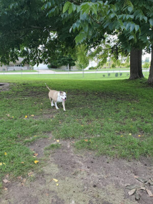 Fremont Dog Park