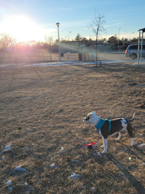 Dog Park