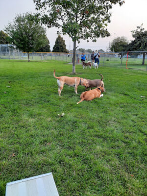 Dog Park