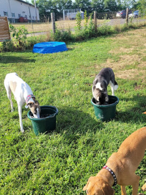 Kingwood Dog Park