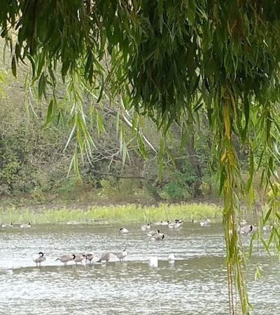 Waterloo Park - Frenchtown Township,