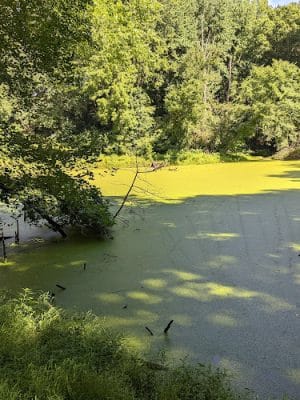 Friendship Pond Park