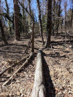 Friendship Pond Park