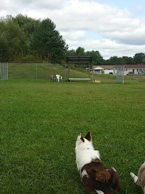 Frostburg Dog Park