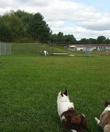 Frostburg Dog Park