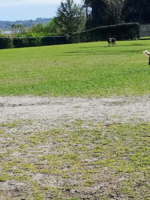 Atlas Canine Recreation Park (Dog Park)