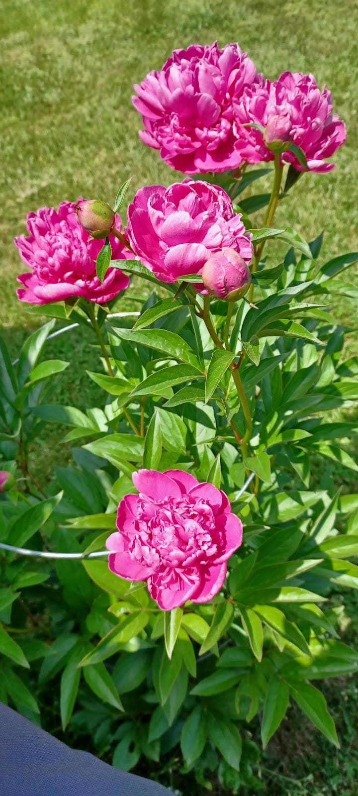 Fulks Run - Fulks Run, VA